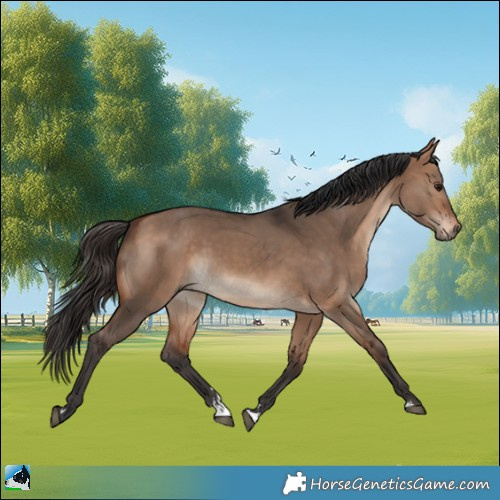 Horse Color:Bay Dun Rabicano 