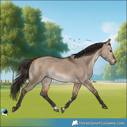 Horse Color:Bay Dun Rabicano 
