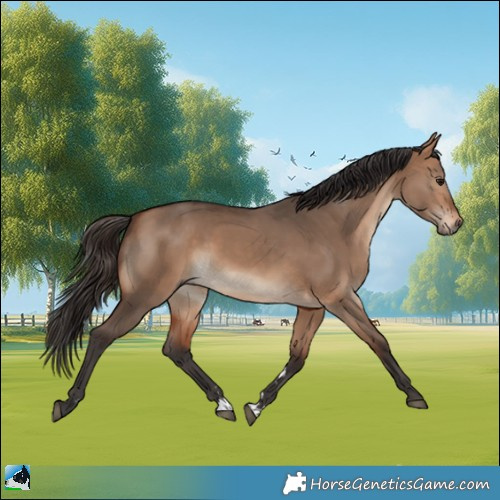 Horse Color:Bay Dun Rabicano 