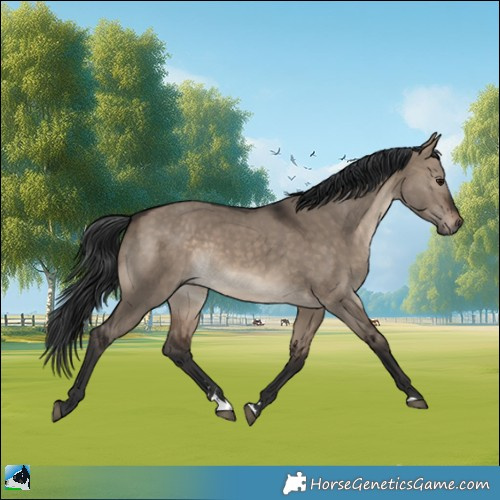 Horse Color:Brown Dun Rabicano 