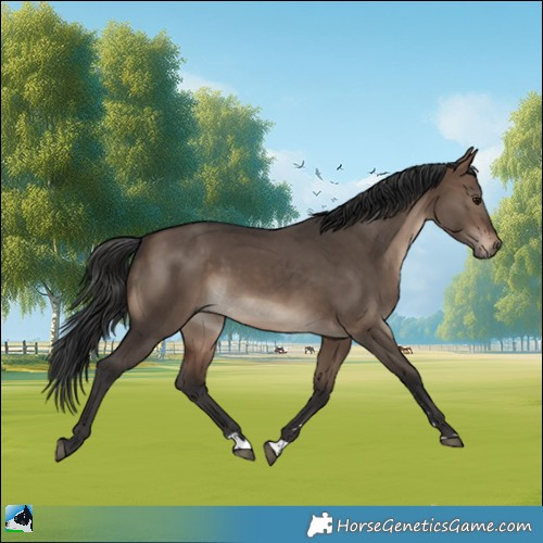 Horse Color:Bay Dun Rabicano 