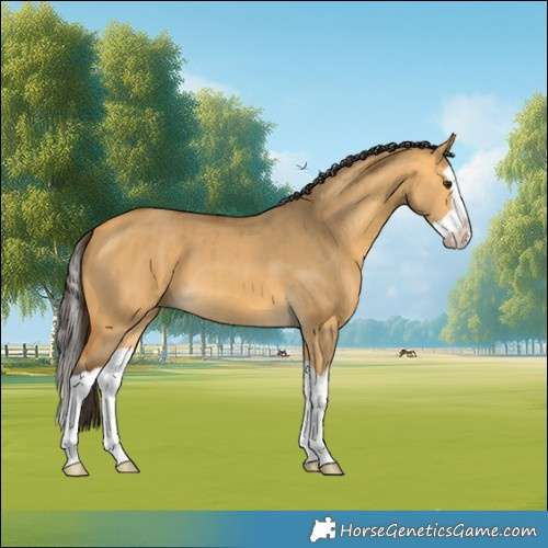 Horse Color:Buckskin Dun Splash Brindle 