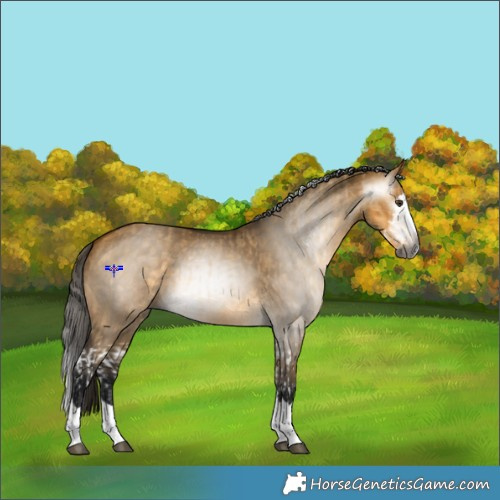 Horse Color:Gray Buckskin Dun Splash  and Gray Buckskin Dun Splash 