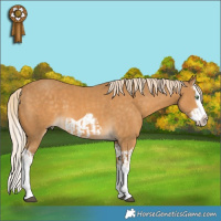 Horse Color:Palomino Splash  and Palomino Splash Frame 