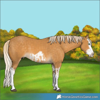 Horse Color:Palomino Splash  and Palomino Splash Frame