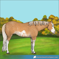 Horse Color:Palomino Splash  and Palomino Splash Frame 