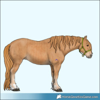 Horse Color:Chestnut and Chestnut