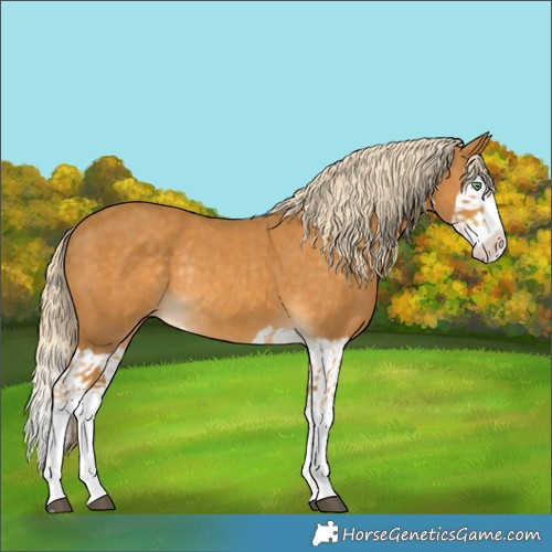 Horse Color:Palomino Splash Rabicano  and Palomino Splash Rabicano 