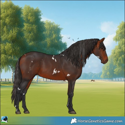 Horse Color:White Spotted Bay