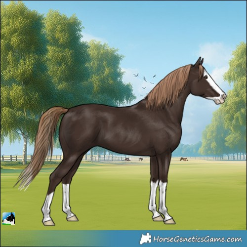 Horse Color:Liver Chestnut Splash 