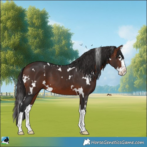 Horse Color:White Spotted Bay Splash 
