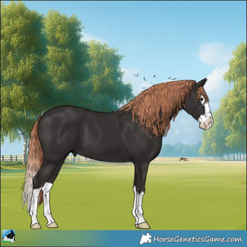 Horse Color:Liver Chestnut Splash 