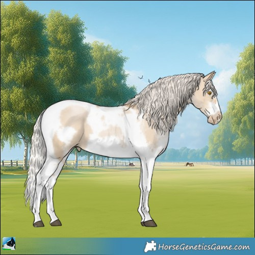 Horse Color:White Spotted Silver Grullo Pearl Splash Tobiano Frame 