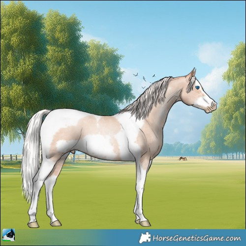 Horse Color:Silver Classic Champagne Pearl Sabino Splash Tobiano Frame 