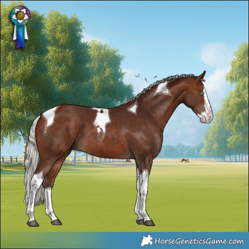 Horse Color:Silver Bay Splash Tobiano 