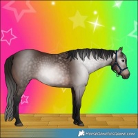 Horse Color:Gray Bay 