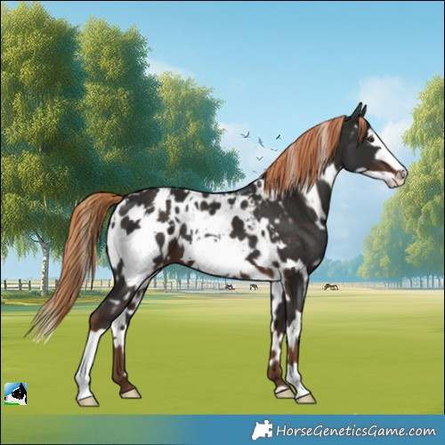 Horse Color:White Spotted Liver Chestnut Frame Appaloosa 