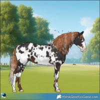Horse Color:White Spotted Liver Chestnut Frame Appaloosa 
