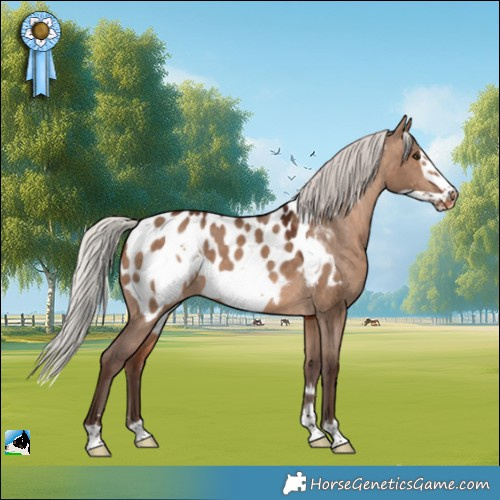 Horse Color:Silver Brown Dun Frame Appaloosa 