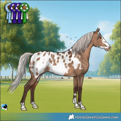 Horse Color:Silver Brown Dun Frame Near Leopard 