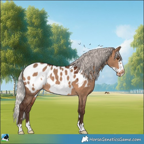Horse Color:Silver Brown Dun Frame Appaloosa 