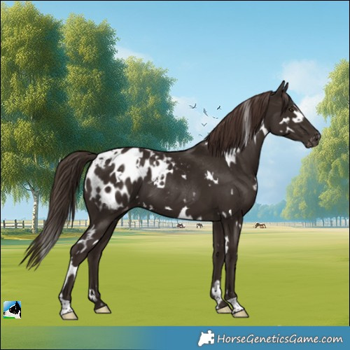 Horse Color:White Spotted Liver Chestnut Appaloosa 