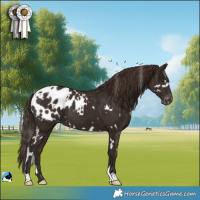 Horse Color:White Spotted Liver Chestnut Blanket 