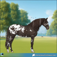 Horse Color:White Spotted Liver Chestnut Appaloosa 