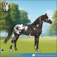 Horse Color:White Spotted Liver Chestnut Appaloosa 