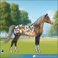 Horse Color:Silver Buckskin Appaloosa 