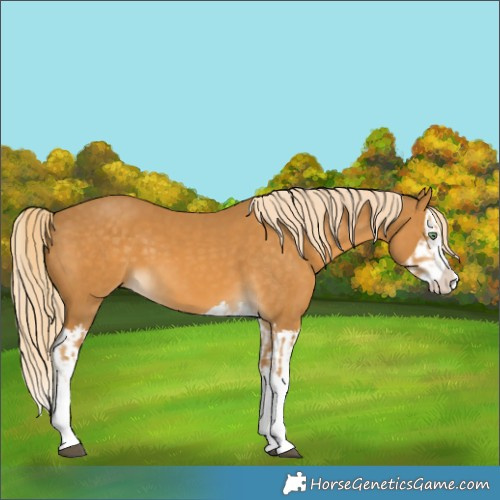Horse Color:Palomino Splash and Palomino Splash