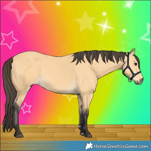 Horse Color:Buckskin 