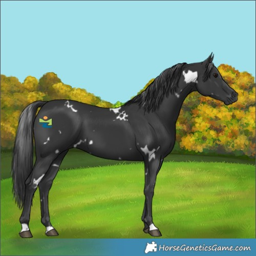 Horse Color:White Spotted Black