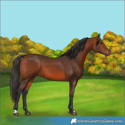 Horse Color:Bay 