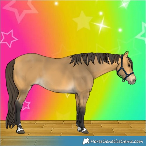 Horse Color:Buckskin 