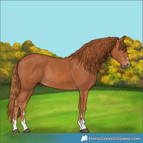 Horse Color:Chestnut Rabicano 