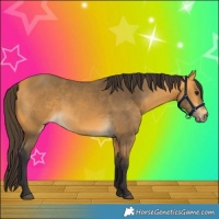 Horse Color:Buckskin 