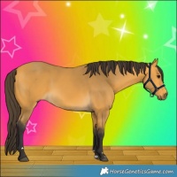 Horse Color:Buckskin 