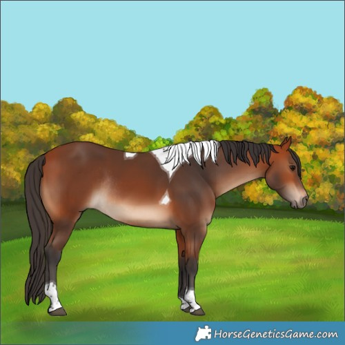 Horse Color:Bay Tobiano Rabicano 
