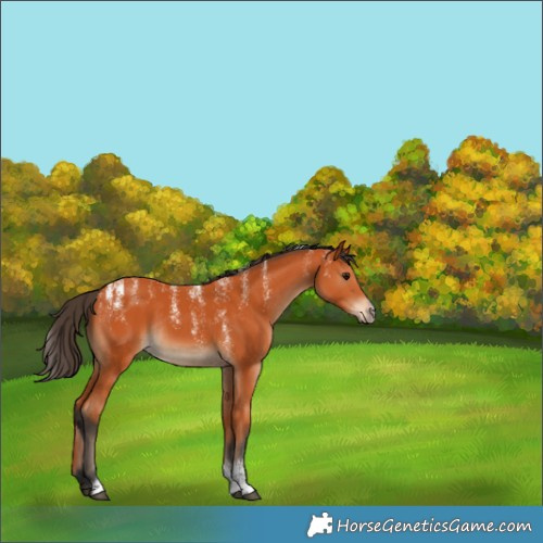 Horse Color:Powder White Bay Rabicano 