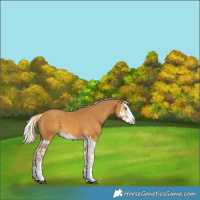Horse Color:Palomino Splash  and Palomino Splash 