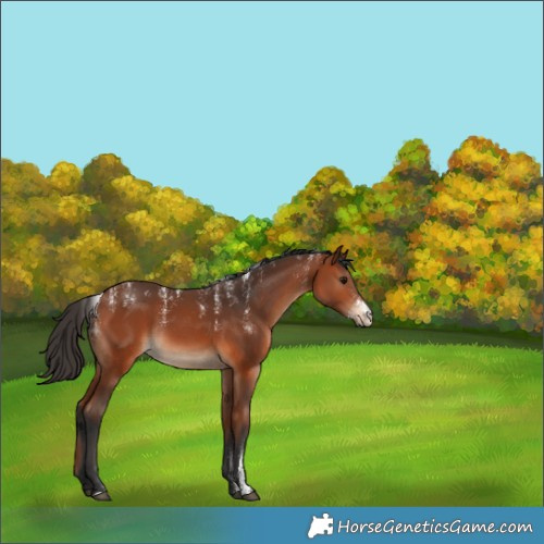 Horse Color:Powder White Bay Rabicano 