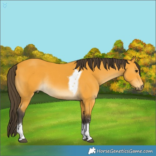 Horse Color:Buckskin Tobiano Rabicano 