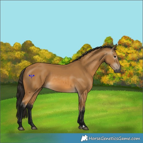 Horse Color:Gray Buckskin 