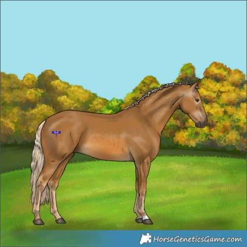 Horse Color:Gray Palomino 