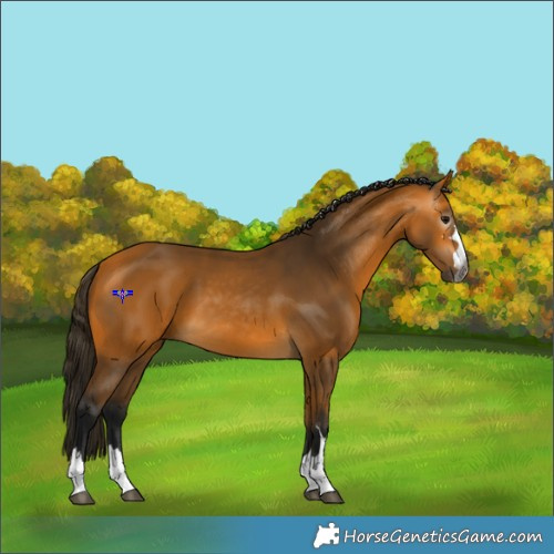 Horse Color:Gray Buckskin 