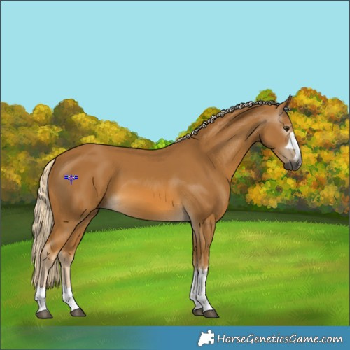 Horse Color:Gray Palomino 