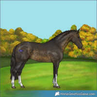 Horse Color:White Spotted Buckskin 