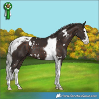 Horse Color:White Spotted Silver Brown Splash Tobiano Rabicano