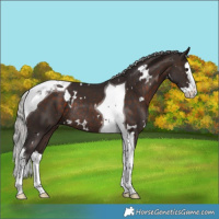 Horse Color:White Spotted Silver Brown Splash Tobiano Rabicano
